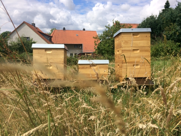 Bienen auf HazelsFarm
