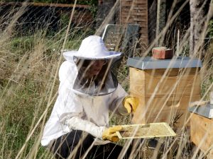Bienenführung auf HazelsFarm