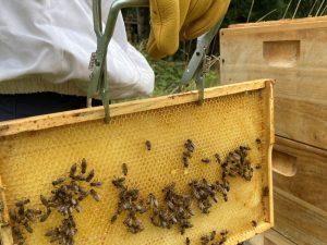 Umweltbildung Bienen